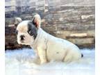 French Bulldog PUPPY FOR SALE ADN-769656 - PIEDS FAWNS FLUFFYS CARRIERS