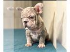 French Bulldog PUPPY FOR SALE ADN-769645 - PINK LILAC MERLE VELVET ROPE