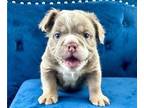 English Bulldog PUPPY FOR SALE ADN-769639 - RARE FLUFFY ENGLISH BULLDOGS