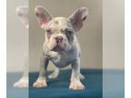 French Bulldog PUPPY FOR SALE ADN-769638 - LILAC MERLE MALE