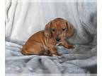 Dachshund PUPPY FOR SALE ADN-769632 - ACA Dachshund For Sale Fredericksburg OH