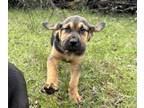Bloodhound PUPPY FOR SALE ADN-769630 - Bloodhound Puppies