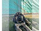 Bloodhound PUPPY FOR SALE ADN-769628 - Bloodhound Puppies