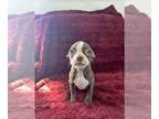 Boston Terrier PUPPY FOR SALE ADN-769627 - Joy