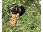 Bloodhound PUPPY FOR SALE ADN-769620 - Bloodhound Puppies