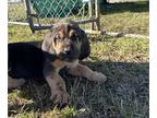 Bloodhound PUPPY FOR SALE ADN-769617 - Bloodhound Puppies