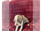 Boston Terrier PUPPY FOR SALE ADN-769606 - Lil fawn and white female