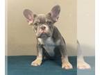 French Bulldog PUPPY FOR SALE ADN-769603 - LILAC AND TAN