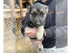 German Shepherd Dog PUPPY FOR SALE ADN-769570 - German Shepherd Puppies
