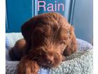 Labradoodle PUPPY FOR SALE ADN-769557 - Adorable Labradoodles