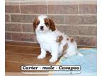 Cavapoo PUPPY FOR SALE ADN-769556 - Sweet Cavapoo puppy