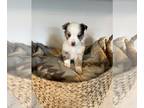 Australian Shepherd PUPPY FOR SALE ADN-769555 - Australian Shepards puppies