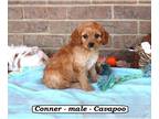 Cavapoo PUPPY FOR SALE ADN-769553 - Sweet Cavapoo puppy