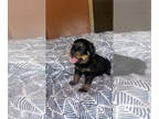 Rottweiler PUPPY FOR SALE ADN-769550 - AKC Rottweiler puppies