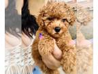 Poodle (Toy) PUPPY FOR SALE ADN-769549 - Toy red poodles