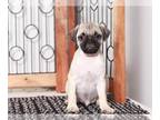 Pug PUPPY FOR SALE ADN-769544 - Thor Dapper Pug