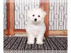 Bichon Frise PUPPY FOR SALE ADN-769543 - Milo Cuddly Male AKC Bichon Frise Puppy