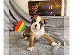 Boston Terrier PUPPY FOR SALE ADN-769529 - AKC Inferno