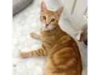 Adopt Sol a Domestic Short Hair