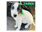 Adopt Tasha a Ibizan Hound