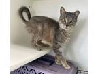 Adopt Zimba ~ Indoor/Outdoor Barn Cat/Shop Cat a Domestic Short Hair