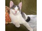 Adopt Greta a Domestic Short Hair