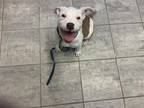 Adopt KIRA a American Staffordshire Terrier