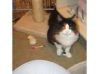 Adopt Polly a Domestic Medium Hair