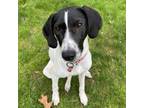 Adopt Rosie a German Shorthaired Pointer, Labrador Retriever