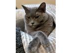 Adopt RIVER - Offered by Owner - Senior Russian Blue a Russian Blue
