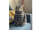 Adopt LYRA - Offered by Owner a Tabby