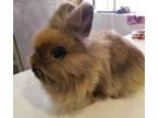 Adopt Fiona a Lionhead