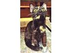 Adopt Penelope (Thomas Too Litter) a Domestic Short Hair