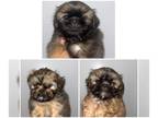 Shih Tzu PUPPY FOR SALE ADN-769707 - Shih Tzu puppies