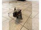 French Bulldog PUPPY FOR SALE ADN-769692 - Female Merle