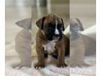 Boxer PUPPY FOR SALE ADN-769611 - AKC Boxer puppies