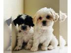 Mal-Shi-Maltipoo Mix PUPPY FOR SALE ADN-769480 - Malshipoo Puppies