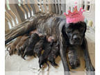 Mastiff PUPPY FOR SALE ADN-769438 - English Mastiff Puppies