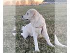 English Cream Golden Retriever PUPPY FOR SALE ADN-769437 - BEAUTIFUL ENGLISH