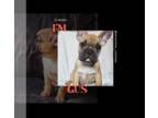 French Bulldog PUPPY FOR SALE ADN-769412 - Fawn boy