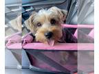 Yorkshire Terrier PUPPY FOR SALE ADN-769324 - Rehome
