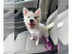 West Highland White Terrier PUPPY FOR SALE ADN-769309 - Mazi