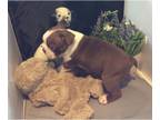 Boston Terrier PUPPY FOR SALE ADN-769121 - Stunning AKC Registered Boston