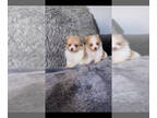 Pomeranian PUPPY FOR SALE ADN-769032 - Pomeranian puppies