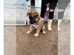 Akita-German Shepherd Dog Mix PUPPY FOR SALE ADN-768995 - Dozer
