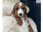 Goldendoodle-Poodle (Miniature) Mix PUPPY FOR SALE ADN-768957 - Goldendoodle