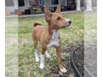 Basenji PUPPY FOR SALE ADN-768927 - Cute Basenji female