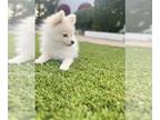 Pomeranian PUPPY FOR SALE ADN-768866 - Pomeranian puppy