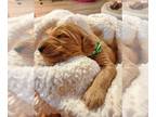 Goldendoodle PUPPY FOR SALE ADN-768865 - Adorable Goldendoodle Pups