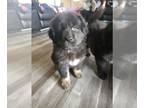 Tibetan Mastiff PUPPY FOR SALE ADN-768771 - Males and females